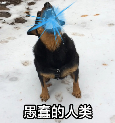 狗子口吐光波表情包来啦