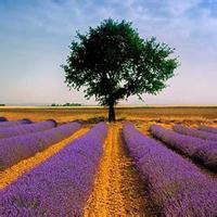 17张超治愈！带薰衣草的小姑娘女生头像合集