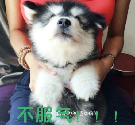 摸鱼必备！这些汪星人搞笑表情太会整活了