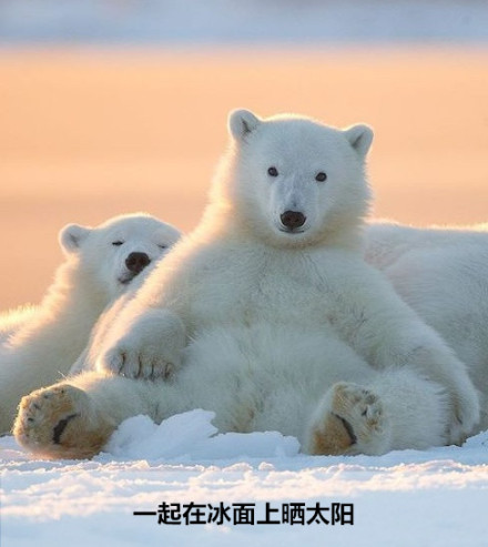 北极熊的心里话：全球变暖正在毁掉我的家