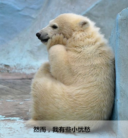 北极熊的心里话：全球变暖正在毁掉我的家