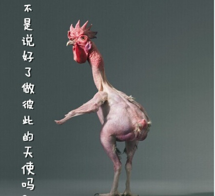 无毛鸡搞笑表情包合集来啦