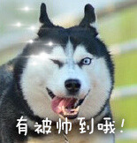 单身狗专属恶搞表情包合集