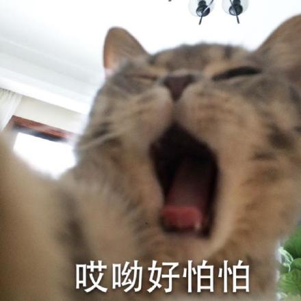 这套喵星人警察蜀黍表情包太逗了