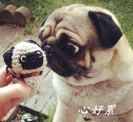 可爱动物表情包合集 聊天斗图必备