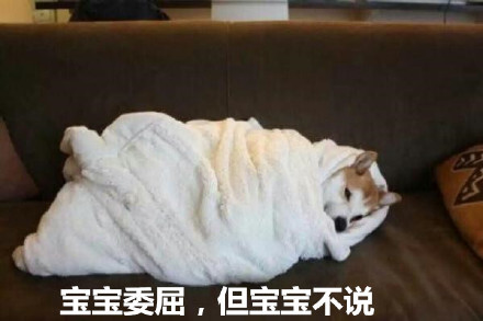 天冷不想动？汪星人表情包求帮忙上厕所