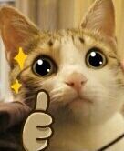 喵星人萌化你的心，赶紧来存表情包啦