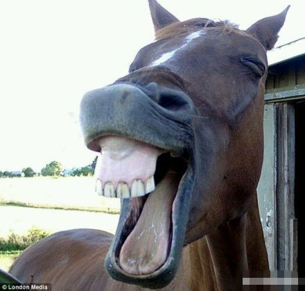 这些萌宠笑脸表情包太治愈了