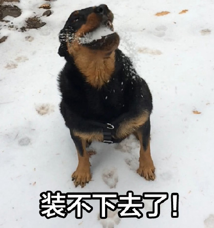 我狗良辰可不是随便就能欺负的！