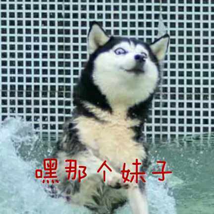 每天都被自己“遇瞎”？这套哈士奇表情包太绝了