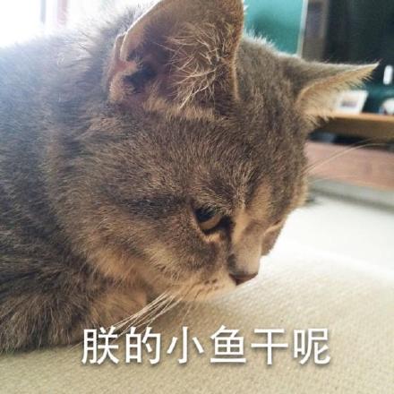 这套喵星人警察蜀黍表情包太逗了