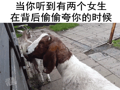 女朋友让你早点睡？这套汪喵表情包帮你精准get信号
