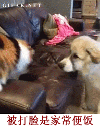 汪星人跟喵星人的日常斗嘴，看完笑到打鸣