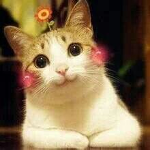 喵星人萌化你的心，赶紧来存表情包啦