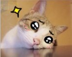 聊天斗图必备！瓜皮猫表情包合集来啦