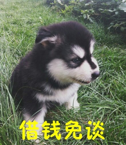 摸鱼必备！这些汪星人搞笑表情太会整活了