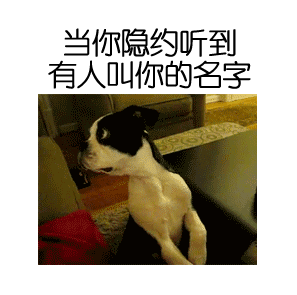 女朋友让你早点睡？这套汪喵表情包帮你精准get信号
