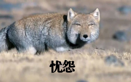 大方脸表情包天花板！藏狐成了斗图新宠