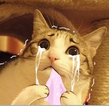 聊天斗图必备！瓜皮猫表情包合集来啦