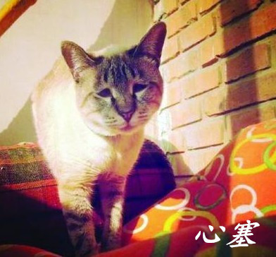 可爱动物表情包合集 聊天斗图必备