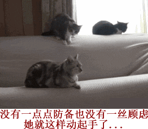 汪星人跟喵星人的日常斗嘴，看完笑到打鸣