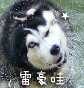 单身狗专属恶搞表情包合集