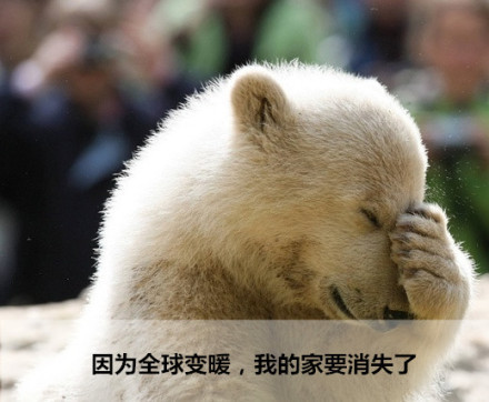 北极熊的心里话：全球变暖正在毁掉我的家