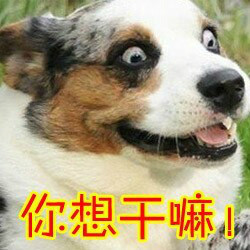 汪星人喵星人版！这套“蛋蛋的忧桑”表情包太戳人了