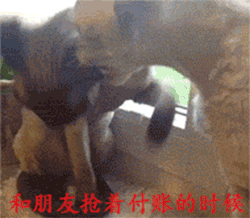 救命！这些狗狗表情包精准戳中了我的日常心态