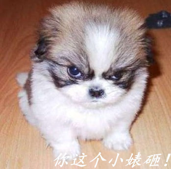 可爱动物表情包合集 聊天斗图必备