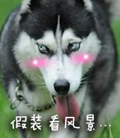 单身狗专属恶搞表情包合集