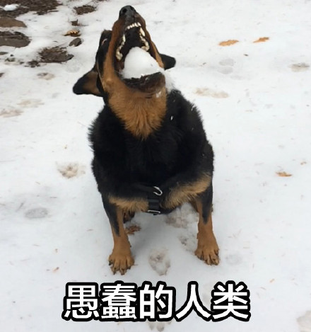 我狗良辰可不是随便就能欺负的！