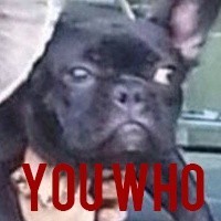 单身狗专属！这套英文版表情包太适配日常吐槽