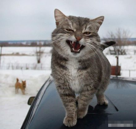 这些萌宠笑脸表情包太治愈了