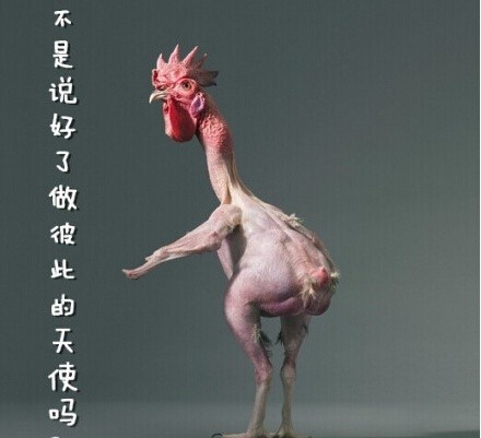 无毛鸡搞笑表情包合集来啦