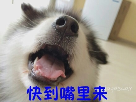 摸鱼必备！这些汪星人搞笑表情太会整活了