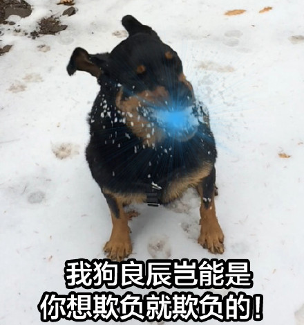 狗子口吐光波表情包来啦