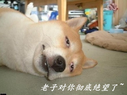 可爱动物表情包合集 聊天斗图必备