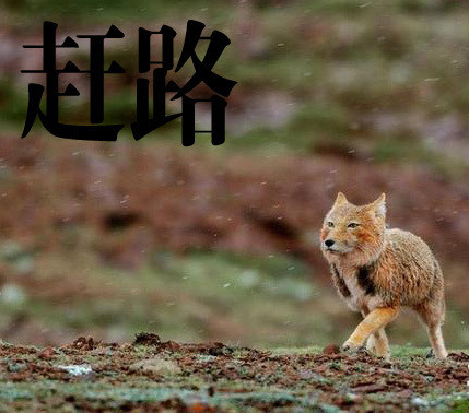大方脸表情包天花板！藏狐成了斗图新宠