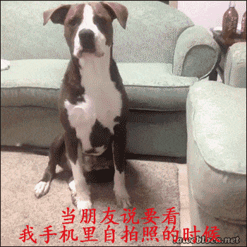 救命！这些狗狗表情包精准戳中了我的日常心态