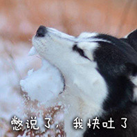 单身狗专属恶搞表情包合集