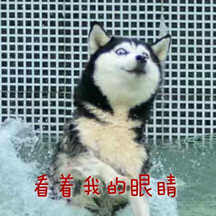 每天都被自己“遇瞎”？这套哈士奇表情包太绝了