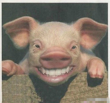 这些萌宠笑脸表情包太治愈了