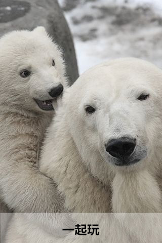 北极熊的心里话：全球变暖正在毁掉我的家
