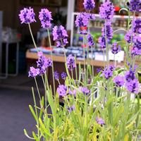 17张超治愈！带薰衣草的小姑娘女生头像合集