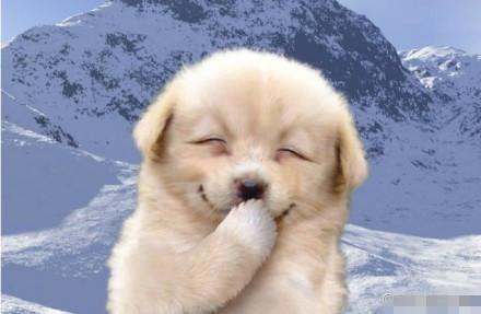 这些萌宠笑脸表情包太治愈了