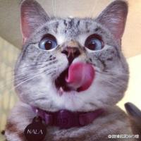 美国表情帝Nala！这只喵星人承包了全网斗图素材