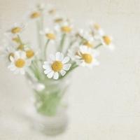 女生文艺清新微博头像合集 24张简约优雅款来了