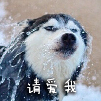 doge表情包又双叒叕来啦