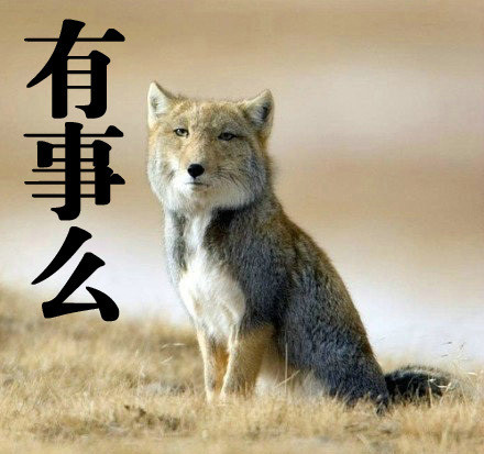 大方脸表情包天花板！藏狐成了斗图新宠